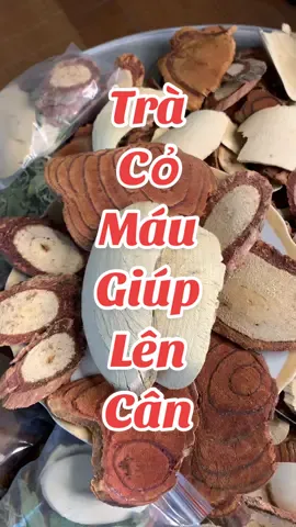 Trà cỏ máu rừng #traconau #comau #caycomau #tracomau4vi #cusambeotrang 