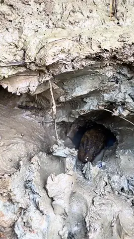 Bukan soal hasilnya.. ? #mancingbelut #petualangan #foryou #fyp #trend 