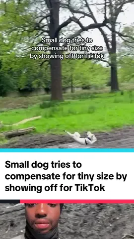 Small dog tries to compensate for tiny size by showing off for TikTok #marco #dogsoftiktok 