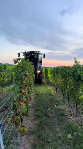 #ernte #erntezeit #weinbau #weingutdisson #ero 