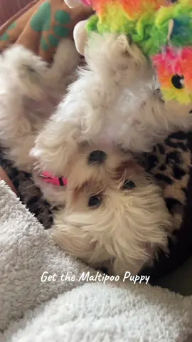 Get the Maltipoo puppy 🥹 #maltipoo #puppy #dogtok 