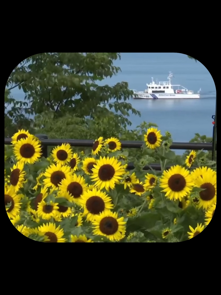 Tình yêu, không chỉ là những lúc đẹp nhất | Podcast chữa lành Hành trình về với nắng Tình yêu thực sự chưa bao giờ chỉ là những buổi hẹn hò ăn mặc chỉn chu, thơm tho ngồi uống cà phê hay đi dạo phố. Nó cũng không chỉ là những ngày rảnh rỗi cùng nhau chụp vài tấm hình xinh xinh, gọi nhau bằng những cái tên ngọt ngào. Những điều đó đúng là cần thiết, là thứ giúp tình yêu trở nên thi vị hơn. Nhưng nếu chỉ như vậy thôi thì chưa đủ để gọi là một mối gắn bó lâu dài. Tình yêu thật sự, là khi mình nhìn thấy người kia trong bộ dạng mệt mỏi, đầu bù tóc rối, lúc đang tất bật lo chuyện cơm áo gạo tiền, lúc tâm trạng họ nặng nề vì áp lực công việc, hoặc chỉ đơn giản là khi họ chẳng còn dư hơi để nói lời ngọt ngào, mà mình vẫn thấy thương. Vẫn thấy muốn ở cạnh, muốn nắm tay người ta qua hết những ngày vất vả đó. Mà không phải vì trách nhiệm, mà bởi vì lòng mình mách bảo: “Người này xứng đáng để mình ở lại.” Thật ra, yêu nhau lúc đẹp đẽ, vui vẻ thì dễ lắm. Nhưng chọn ở lại khi mọi thứ trở nên khó khăn, khi chẳng còn gì để lãng mạn, lúc người kia không còn là phiên bản tốt nhất của họ – thì mới là thứ tình cảm bền vững, mới là gốc rễ của tình yêu. Mình luôn tin rằng, người xứng đáng nhất để đi cùng bạn đến cuối đời không phải là người khiến tim bạn loạn nhịp trong những lần đầu gặp gỡ, mà là người khiến bạn thấy an tâm khi nghĩ về tương lai, thấy nhẹ lòng khi nghĩ đến chuyện khó khăn vẫn có người đó bên cạnh. Tình yêu mà, vốn dĩ không phải là phép màu chỉ dành cho những ngày nắng đẹp. Mà là cả hai cùng nhau tìm cách che chắn, vững lòng, đi qua những ngày mưa gió. Nếu bạn may mắn gặp được một người như vậy – xin hãy trân trọng. Còn nếu chưa, thì cũng đừng vội buồn, vì mình tin, khi bạn sẵn sàng để yêu bằng sự tử tế và kiên nhẫn, người xứng đáng sẽ đến, vào lúc mà cả hai đều đã đủ chín chắn để hiểu rằng: yêu không chỉ là ở bên nhau khi mọi thứ đang ổn, mà là không buông tay nhau khi mọi thứ bắt đầu khó. #hanhtrinhvevoinang #podcastchualanh #xuhuong #tamtrang 