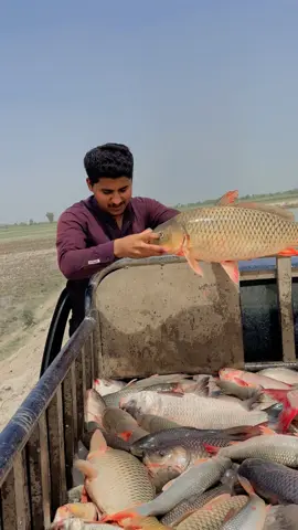 #fish #🐠🐠🐠🐠🐠🐟🐟🐟🐳🐳🐳🐬🐬🐬😍 #pakistan #sindhi #song@Naveed Ahmed Mallah @Zawaralimallah🔵 @🥷Sajjad MIRANi ☠️💫 @Shahid Hussain @murtaza mallah 🐟 