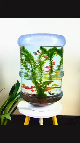 #galonbekas #aquariumfish #aquariumhobby #aquarium 