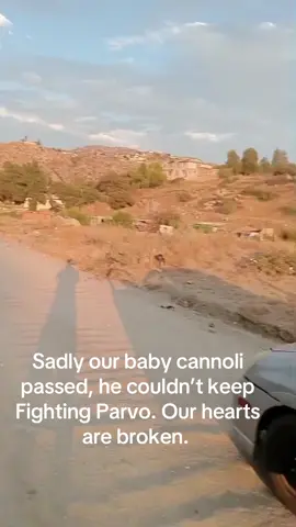 #parvovirus #parvopuppy 