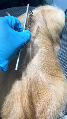 Straight and smooth ng petsup for shihtzu ang isa sa marereco ko. Lalo na kung gusto mo ng shiny and silky hair. Try this one #petsup #petshampoo #shihtzu #petgrooming 
