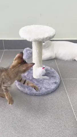 Khung cây đồ chơi cho mèo leo trèo , mài móng, đuổi bắt xả stress khi sen vắng nhà để mèo tự chơi #nuoimeobinhdan #khungleotreochomeo #cattree #meo #tiktokvn 