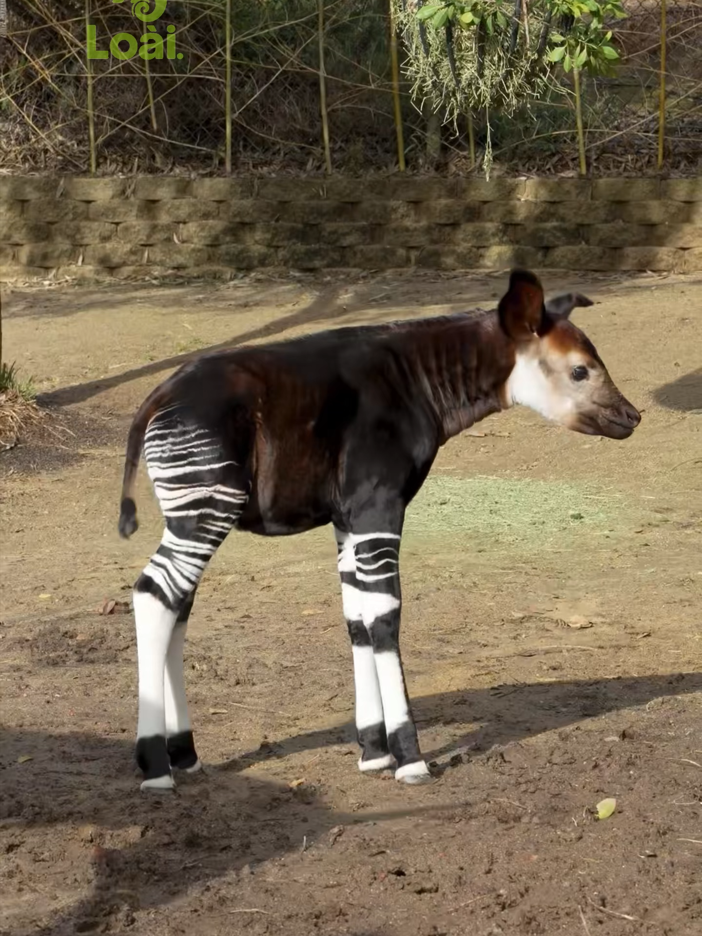 3 động vật quý hiếm nhất Trái Đất..