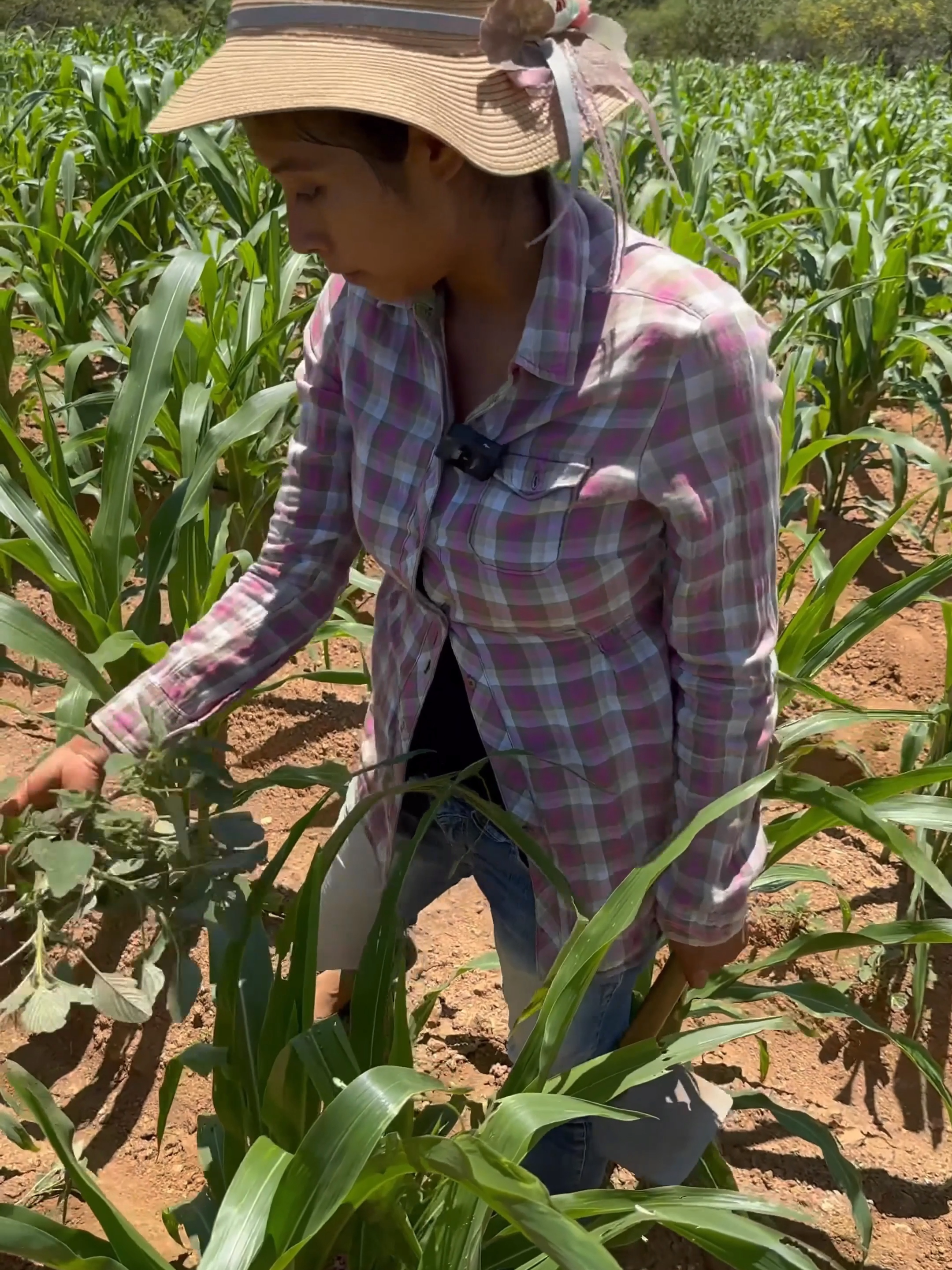 Don Agustin, Maura y Francsco en La Milpa Part 8#tiktok #fyp #foryoupage