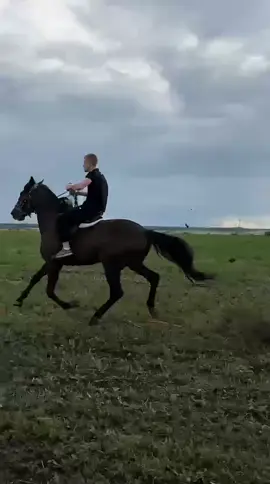 Жеребец на продажу!