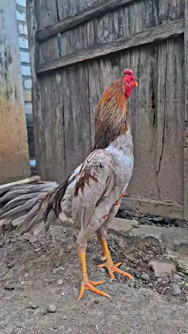 gantengnya oi #ayamhias #ayambangkoksuper #klawugank #fyp 