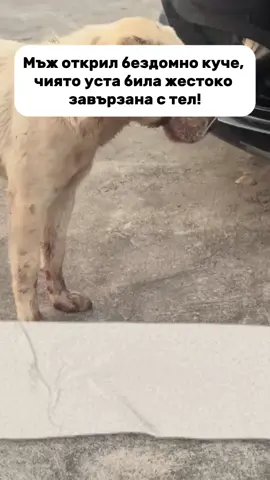 Мъж открил бездомно куче, чиято уста била жестоко завързана с тел! #dog #violence #animal #LearnOnTikTok #fyp 