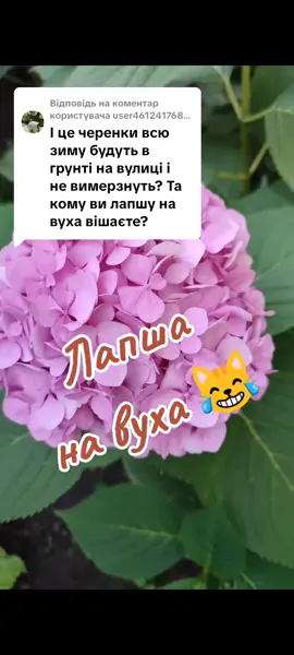 Відповідь користувачу @user4612417681725 #гортензіяволотиста #гортензіяшироколиста #гортензія #гортензіяпродаж #продажквітів 