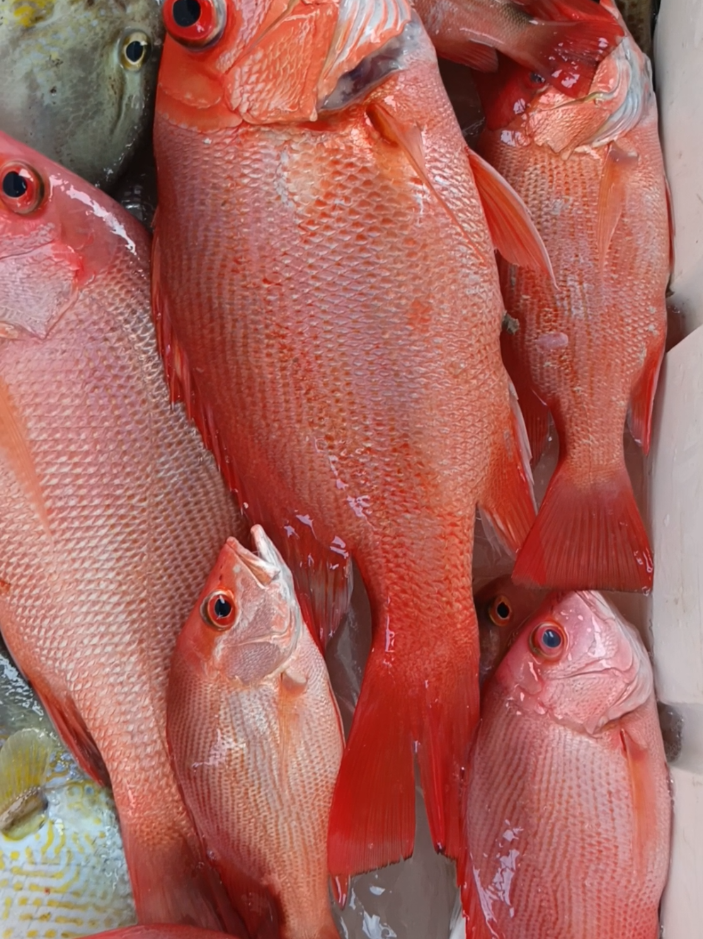 Hasil Mancing Rumpon Kakap Merah🔥 #kakapmerah #mancingrumpon #fishing #muarabadak #kukar 