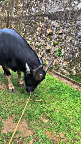 Tebak KTP?  #kptstoraja🐃🐃 #fyp #foryou #kpts #tiktokindo 