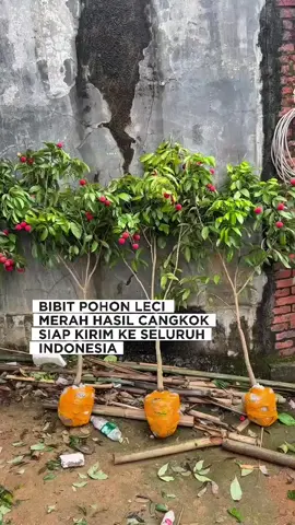 Ready lagi ya pohon leci merah jumbo nya. Siap kirim ke seluruh Indonesia #pohonleci #lecimerah #pohonbuah #fyppp 