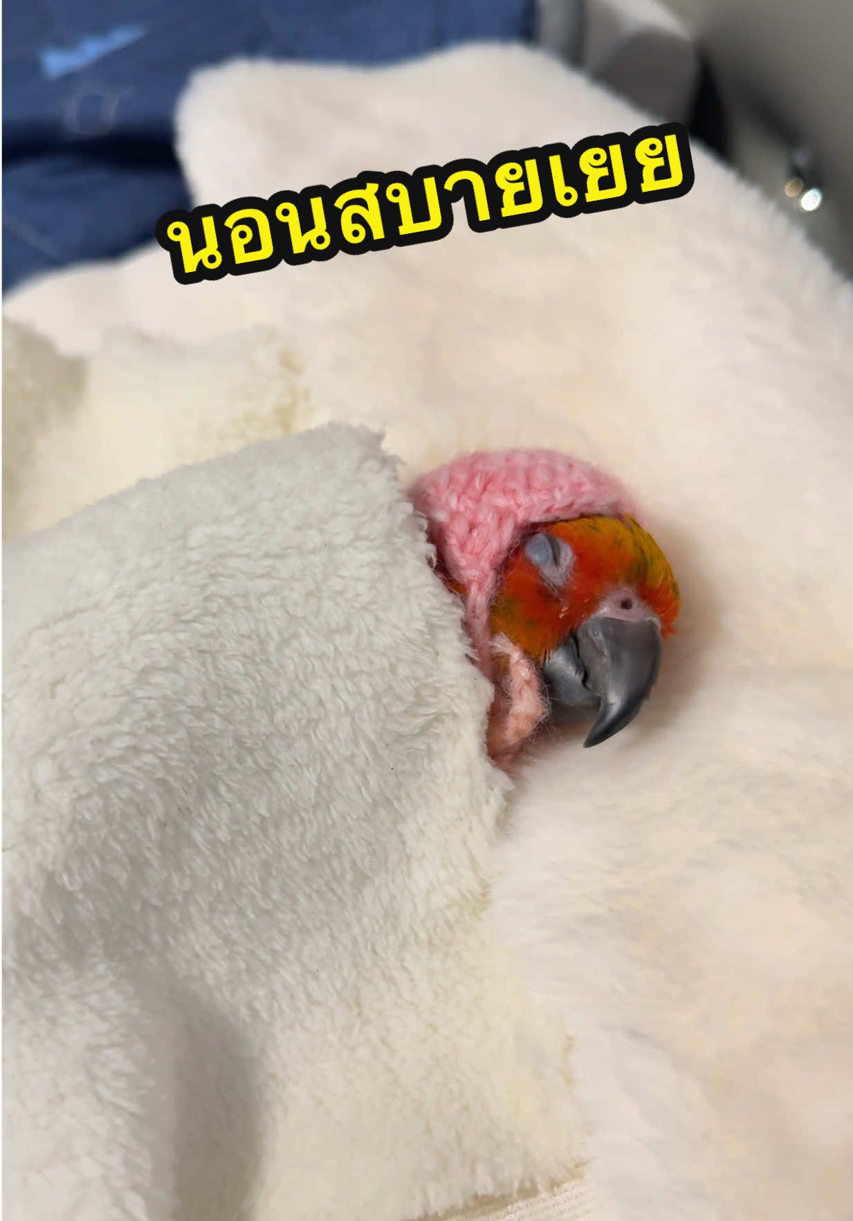 นอนสบายเลยนะคุณทาโก้ #นกแก้ว #สัตว์เลี้ยงtiktok #สวนสัตว์tiktok #animals #animal 