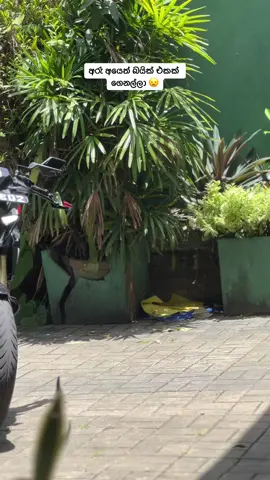 ඇස් වහා ultra pro max 😂👌 #fyp #tiktok #srilanka #n160 #pulsar 