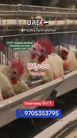 UAE🇦🇪 Aldgate Alma halt breeding and trade poultry salary:1200 AED  Age : 20-40  Duty : 12 hrs. 26 days  Note:, *Employement visa provided  *accommodation *transportation,medical provided by company  *other benefits as per uae labourer law *All types of work in poultry farm as helper 📞Contact with us, 9705353795 #uae #poultryfarm #jobvacancy #goviral 