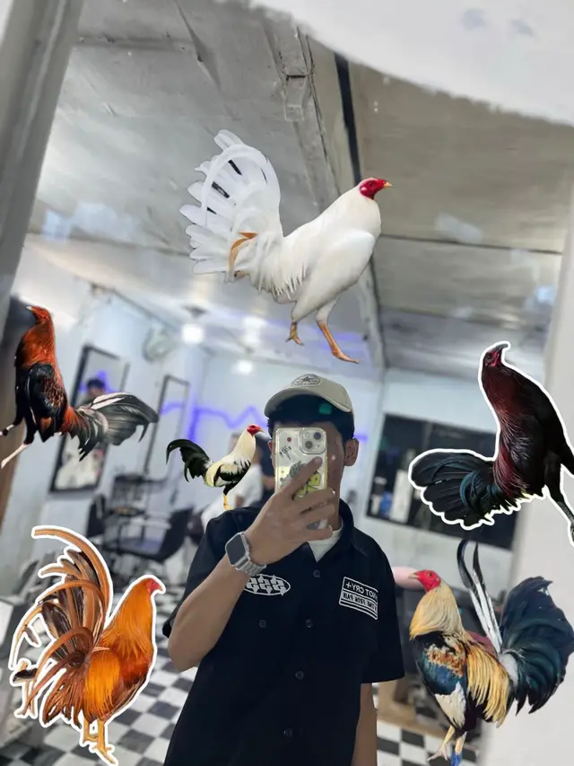 yg mana keras #ayamfilipin🇵🇭 #ayamimportfilipin🇵🇭 #trendfototempel #fyppppppppppppppppppppppp 