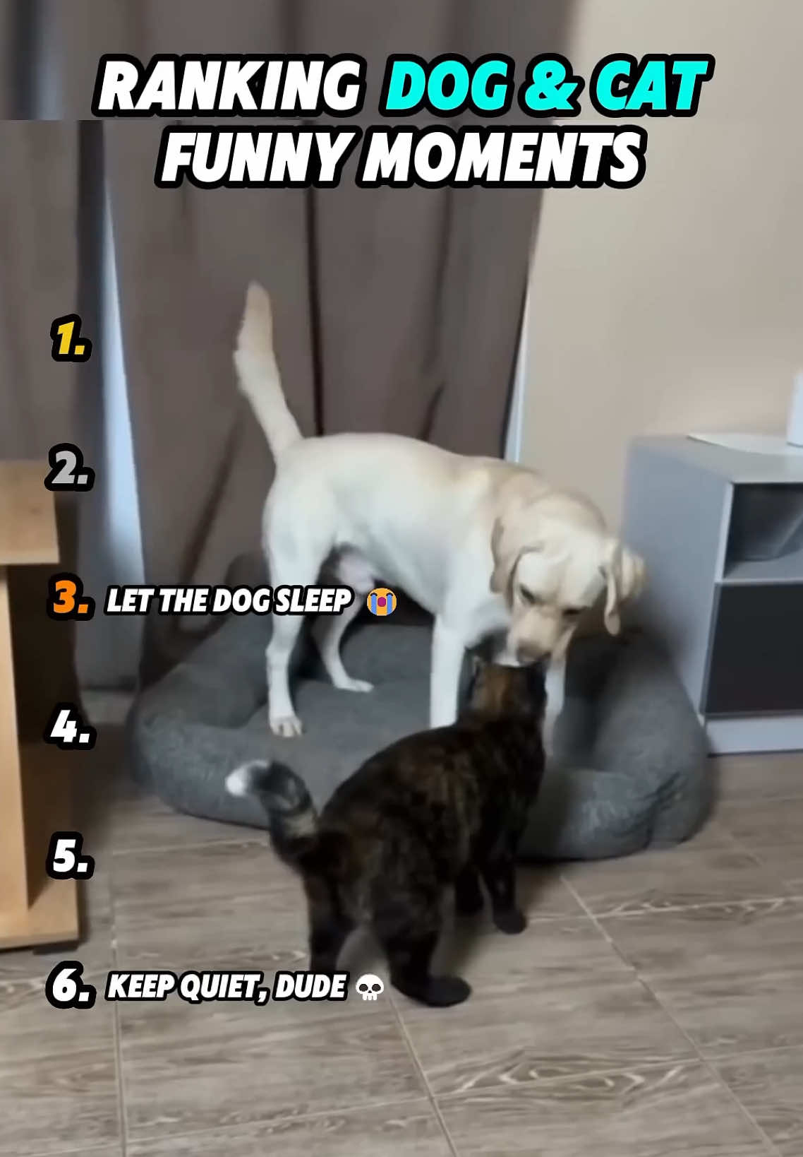 Ranking Dog & Cat Funny Moments #cat #catsoftiktok #cutecat #cats #viral  