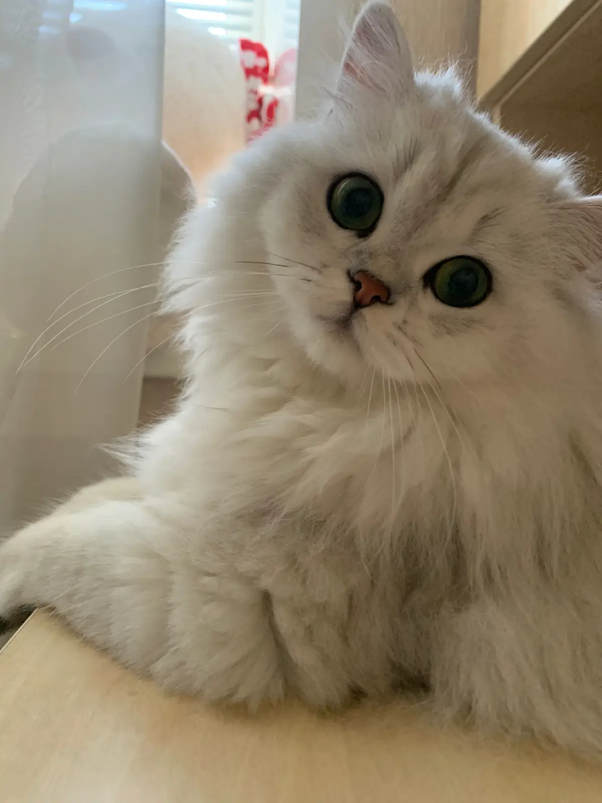 #кицюня #рекомендації #милікотики #котусько❤ #cutecatsoftiktok 