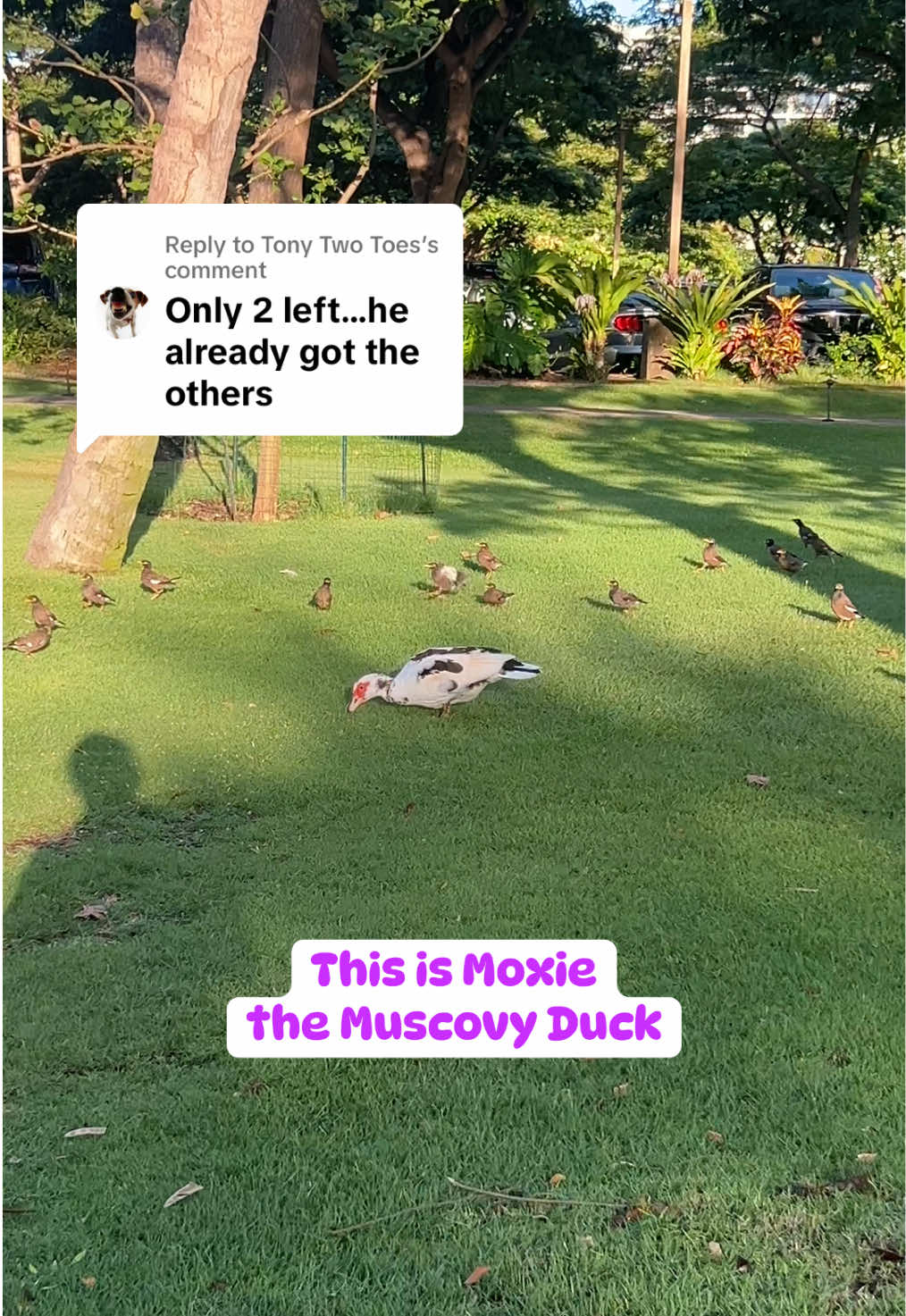 Replying to @Tony Two Toes We didn’t manage to catch her today, but we almost did and will try again another day that we see her out. 🥰 #muscovyducks #muscovy #savinganimals #biology #heron 