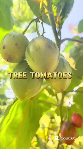 Tree tomatoes 