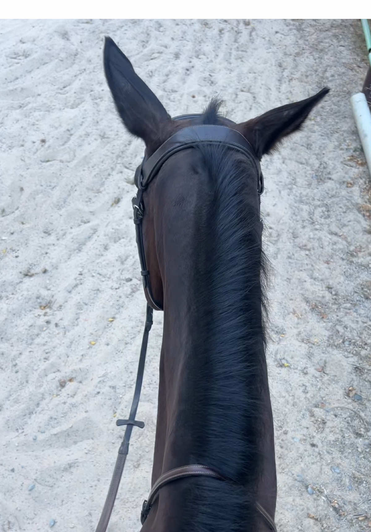 𝒽𝑒 𝒽𝒶𝓈 𝒶 𝓋𝑒𝓇𝓎 𝓁𝑜𝓃𝑔 𝓃𝑒𝒸𝓀, 𝓈𝑜 𝒾𝓉 𝓌𝒶𝓈 𝒽𝒶𝓇𝒹 𝓉𝑜 𝓇𝑒𝒶𝒸𝒽. 𝒽𝑒’𝓈 𝒻𝒾𝓃𝑒, 𝒽𝒶𝒽𝒶. • • • • #horse #horses #horsesoftiktok #horsebackriding #equestrian #FunnyHorse #HorseTok #HorseHumor #HorseLaughs #HorseLife #HorseContent #EquestrianTok #HorseLovers #BarnLife #HorseComedy #StableVibes #HorseRiderLife #PonyTok #HorseyHumor #EquestrianHumor #HorseFails #BarnHumor #HorseVibes #HorseObsessed #HorseWorld #HorseFun #GallopGiggles #ManeEvent #HayThere #SaddleUpLaughs #FunnyEquestrian