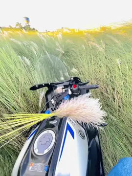 শরৎএর প্রথম ভালোবাসা কাশফুল 😊❤️‍🩹 #rt_robin38 #foryoupage #viral_video_tiktok @TikTok 