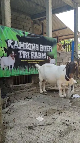 penampakan kambing boer f4 laktasi 3x #kambingboer #kambingboerfullblood #kambingboerindonesia #kambingboerboyolali #kambingpedaging 