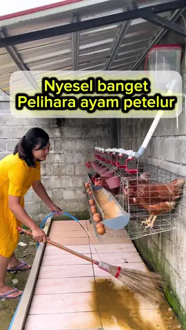 Iya nyesel kok baru sekarang peliharanya, kok gak dari dulu aja #happy #peliharaan #ayampetelur #kandangayam #ternakayam 