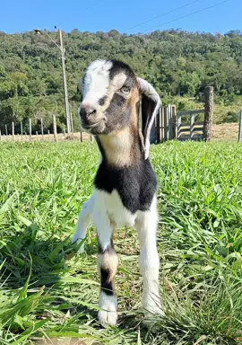 His cute little dancing feet  #babyanimals 