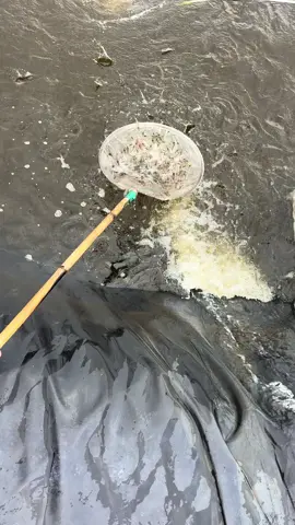 Tôm nuôi 38 ngày có chậm k mn? Thảo dược từ đầu chưa vô ks #hoaviệtđức #thuocvietduc #nuoitomcongnghecao #thaoduocnuoitom #visinhnuoitom 