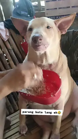 parang bata lang subuan eh🤣 credits sa owner ng vids: Rezylle Liberato Delacruz #fyp #foryoupage #dog #ctto  #funnyvideo 