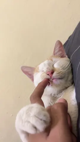 Sayang🤍 #mikosaurus #oyen #kucinglucu #kucingpelor 