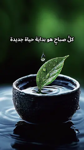 كلُّ صباحٍ هو بداية حياة جديدة #صباح_الخير #اقتباسات #اقتباسات📝 #عبرات_جميلة_وقويه😉🖤 #خواطر 