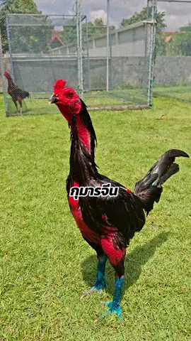 #กุมารจีน #ชัยยันต์ฟาร์ม #ไก่ชน #เปิดการมองเห็น #fyp 