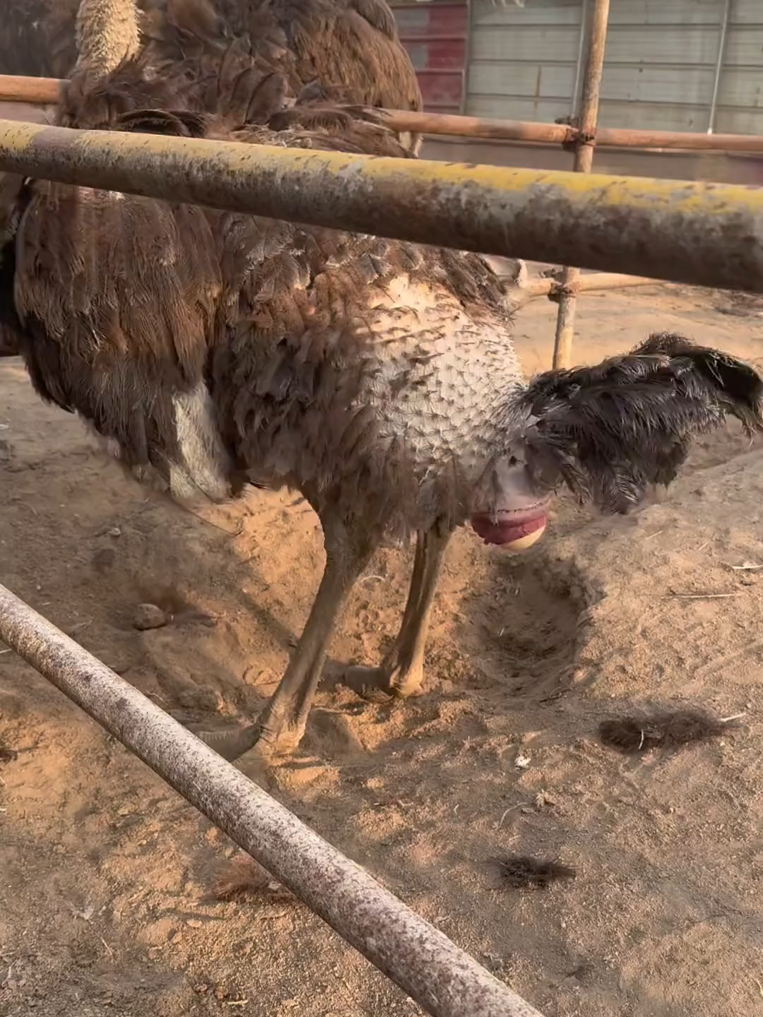 As hard as stone! #egg #ostrich #farming