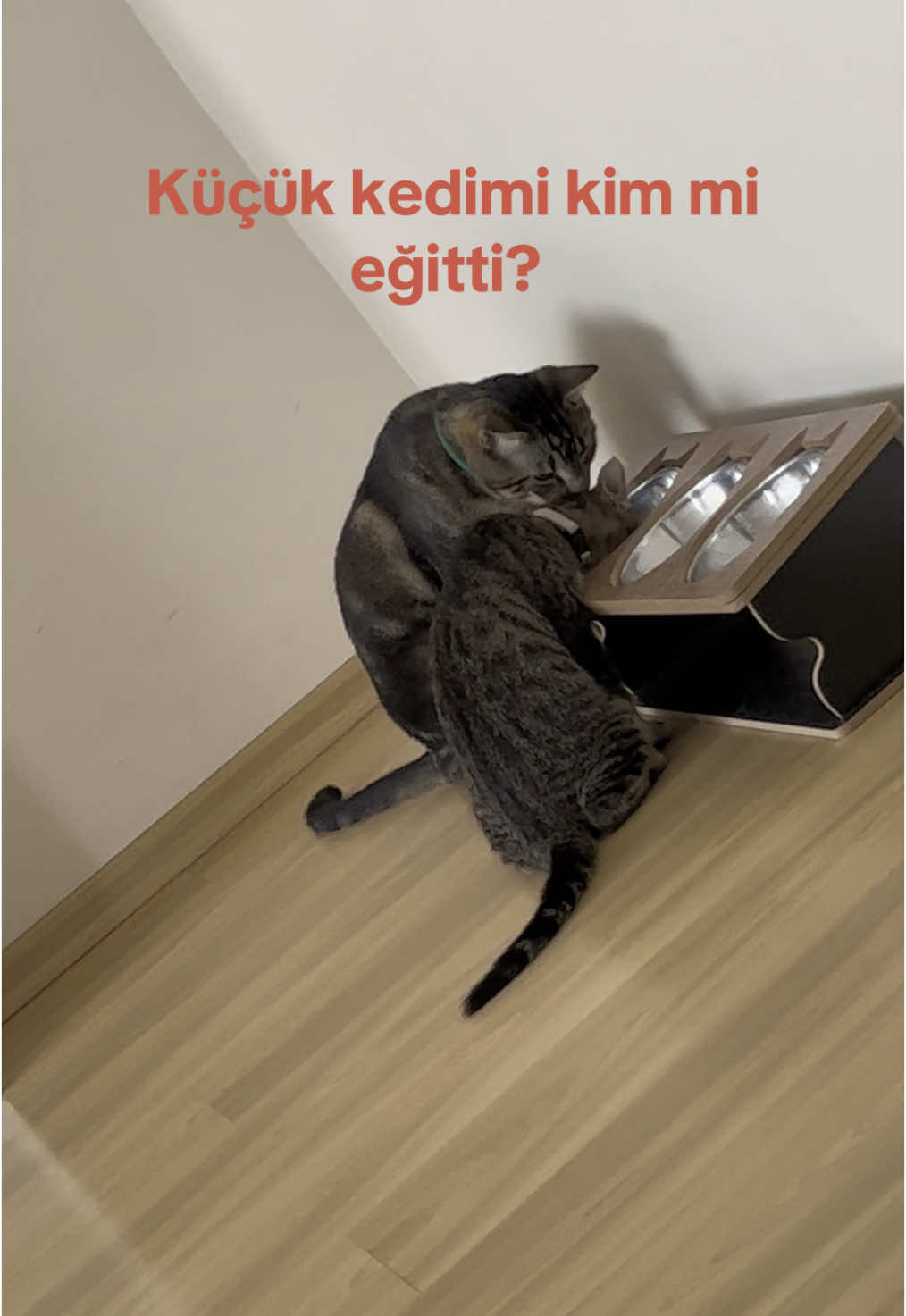 keşke dövmek yerine anlatmayı seçseydi ahshhs  . #cat #catsoftiktok #cats #catlover #fypage #kedi 