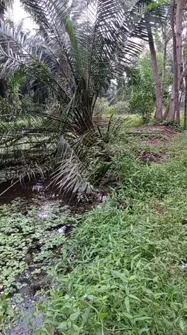 😂#mancingliar #fypviralシ #foryourpage #anglerindonesia #angler 