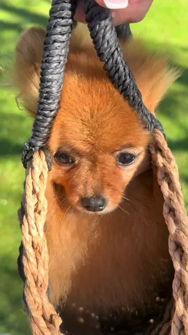 #dog 
