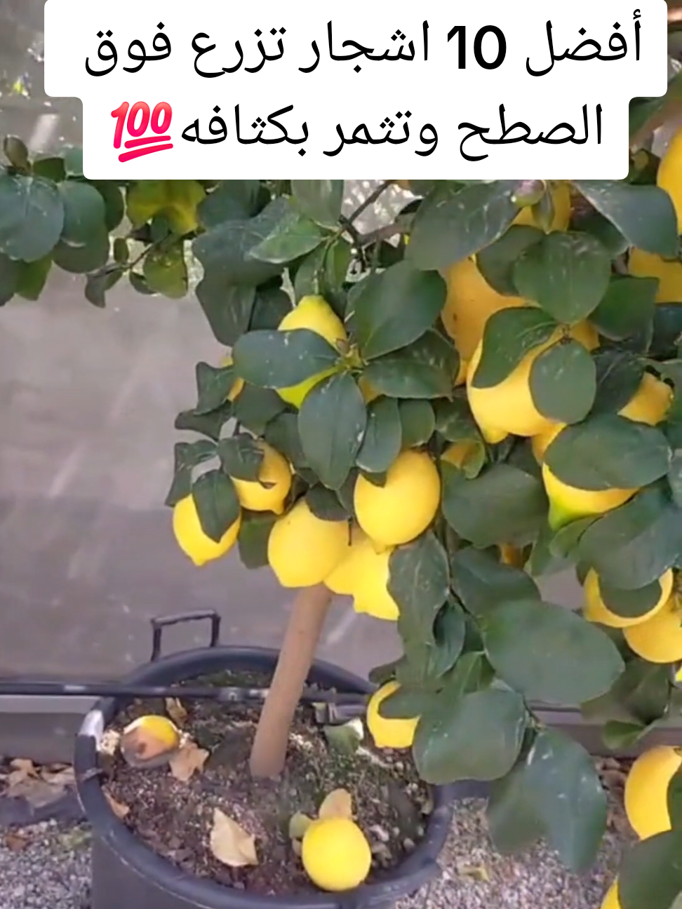 أفضل 10 اشجار تزرع فوق الصطح وتثمر بكثافه داخل البرميل  طريقة زراعة الشمام تسميد الشمام زراعة البطيخ الأصفر طريقت تسميد الخيار السمدة للخيار  طريقة صمد الخيار زريعه الخيار درجا ازي اسمد الخيار طريقة تسميد البيذنجان طريقة تسميد الفلفل طريقة تسميد البندوره طريقة زراعة امراض البندوره امراض الخيار امراض البيذنجان امراض الفلفل أسباب تصاقط ازهار #عالم الزراعة مصطفى #الزراعة السهلا #اسرار الزراعة #زراعة الخضروات 