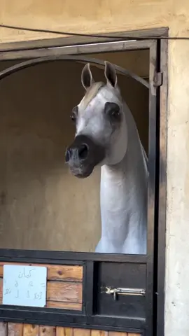 ##كيان_المشايخ #خيل_جمال #👑🐎❤️‍🔥🫀📸 #ماشاءالله  #اللهم_صلي_على_نبينا_محمد 