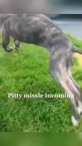 Funny and cute dogs compilation 🤣... #funnydog #funnypet #cutedog #dogsoftiktok #doglover 