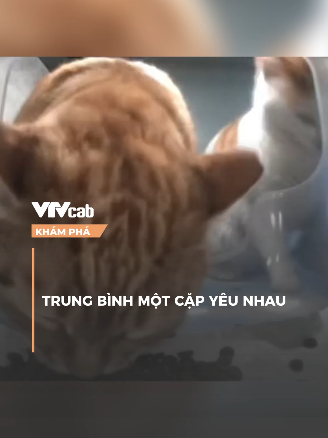Trung bình một cặp yêu nhau #vtvcab #khampha #vtvcabkhampha #onlive #nxt
