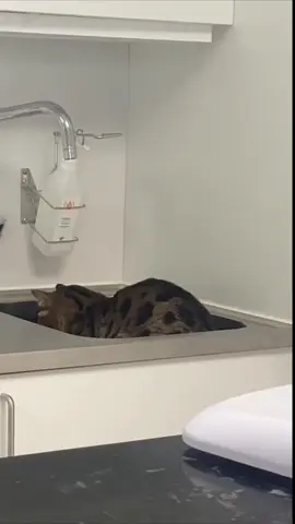 den skånska katten 😹❤️ #fördig #fördigpage #katt #roligt #viral 