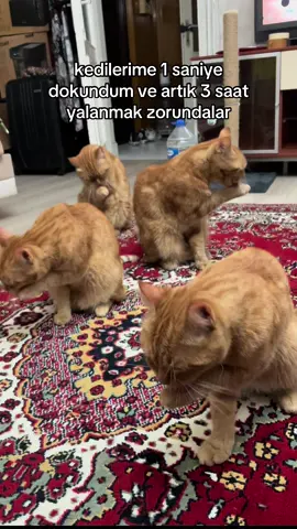 everything shower ✨ #cat #fy #kesfet 