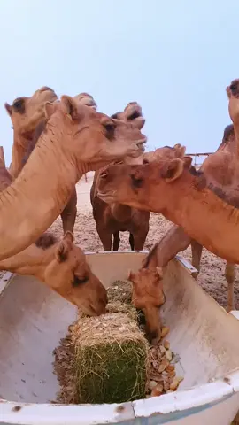 حي الله سفينة الصحراء 🐪🐪 #for #إكسبلورر #fouryou #حيوانات #explore 