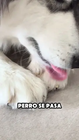 ¿Conoces estos síntomas de los perros?